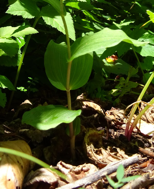 Epipactis helleborine.......da Sopramonte (TN)